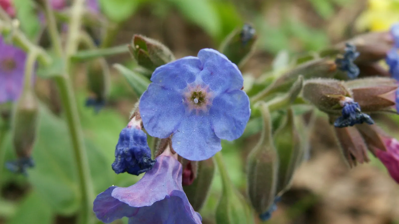 A close-up of a vibrant blue lungwort flower with delicate petals and a star-shaped center.