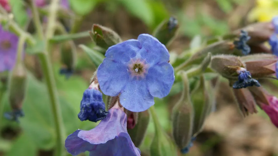 A close-up of a vibrant blue lungwort flower with delicate petals and a star-shaped center.
