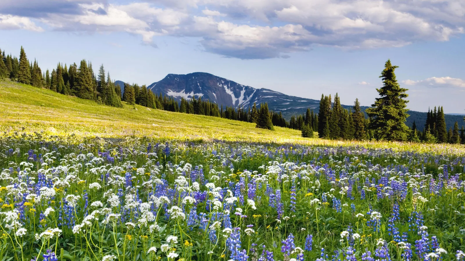 A meadow of blue and white wildflowers sits below a snow-dusted mountain.