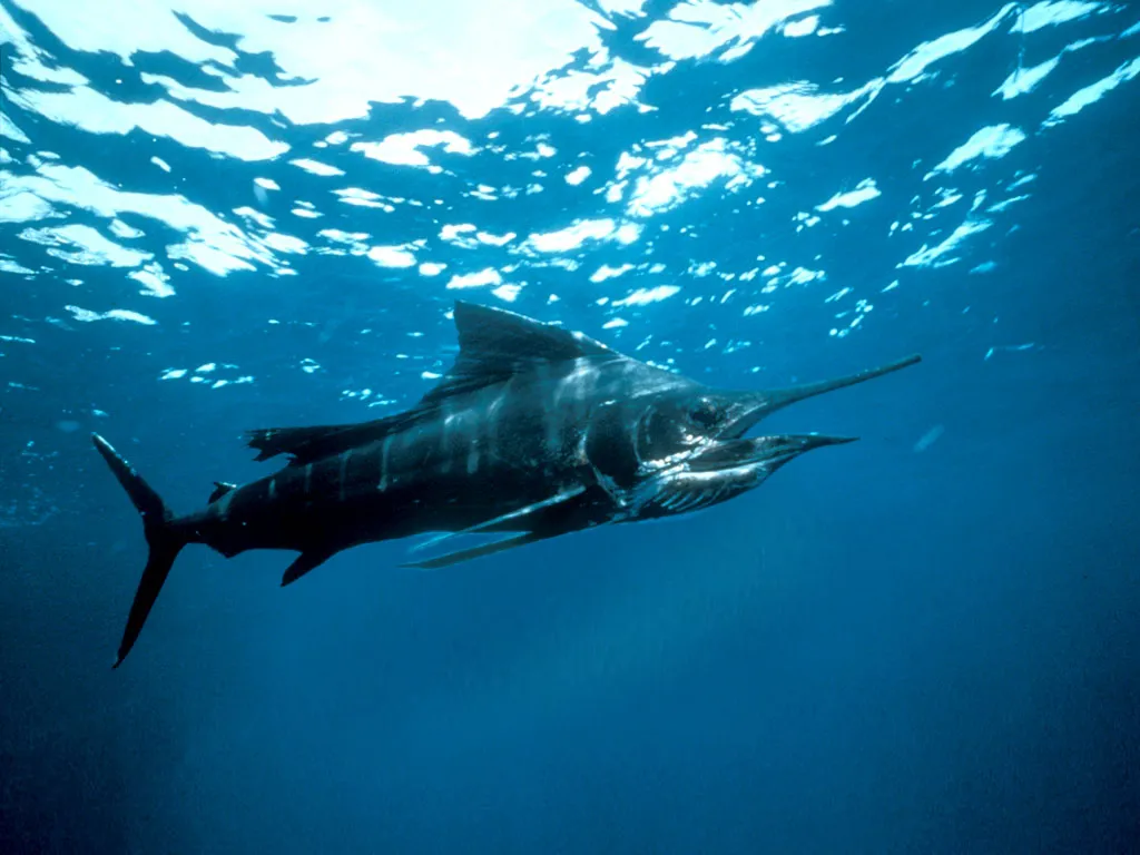 A large blue marlin swims powerfully underwater with sunlight filtering from the surface.