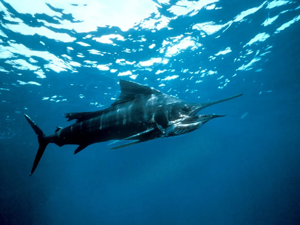 A large blue marlin swims powerfully underwater with sunlight filtering from the surface.