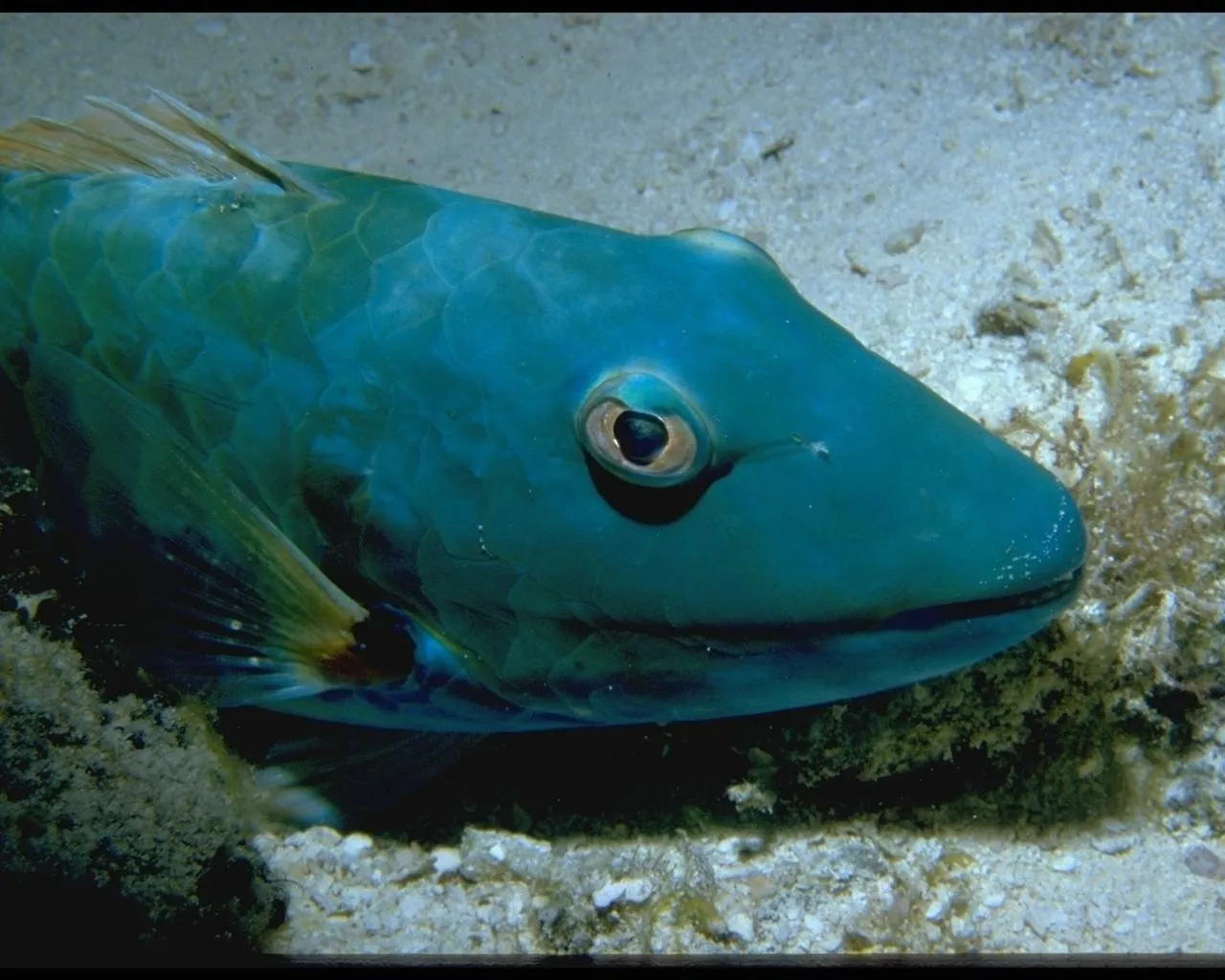 A close-up of a vibrant blue parrotfish with large eyes, resting on a sandy ocean floor with some coral.
