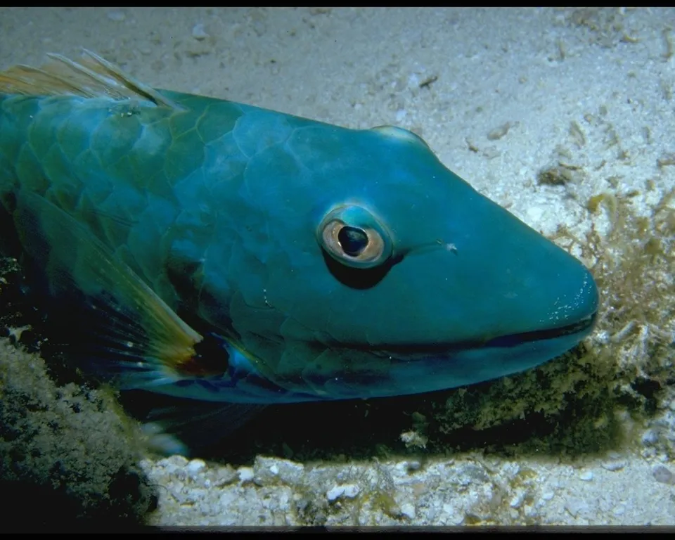 A close-up of a vibrant blue parrotfish with large eyes, resting on a sandy ocean floor with some coral.