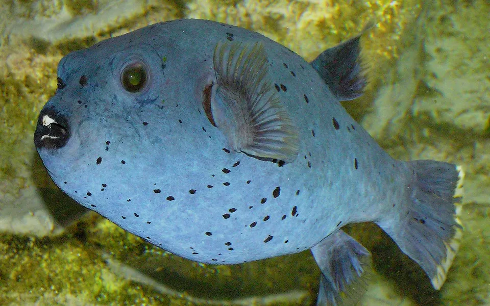 A blue pufferfish with black spots swims in clear water.