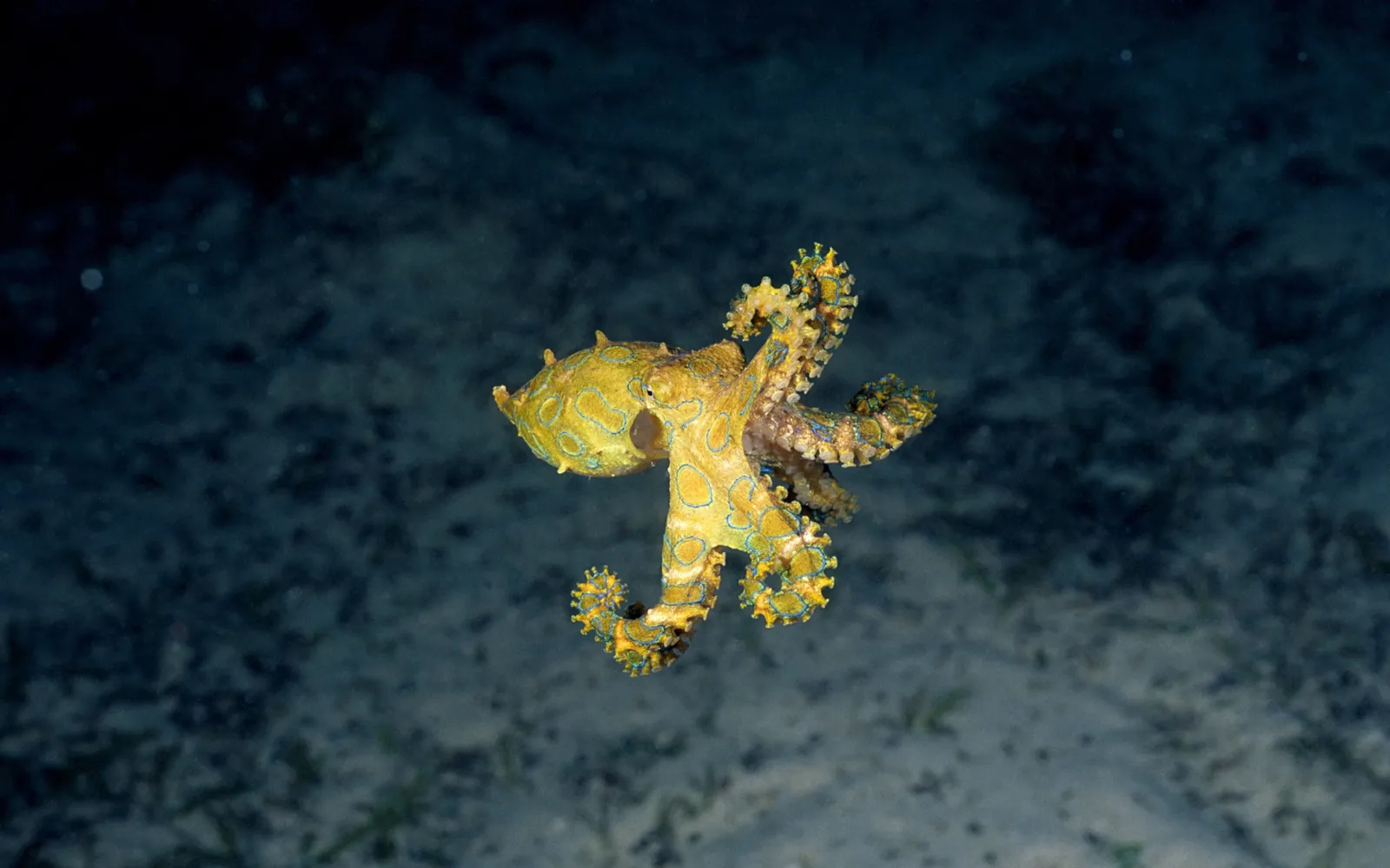 A blue-ringed octopus floats in the dark ocean depths above a sandy seabed.