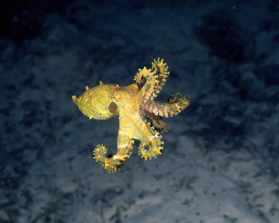 A blue-ringed octopus with bright iridescent blue rings hovers in dark ocean depths.
