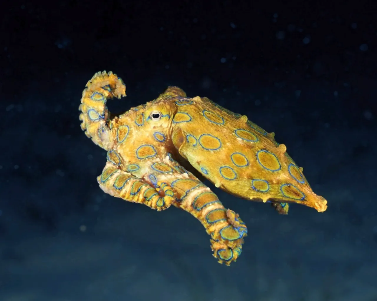 A yellow octopus with bright blue rings is swimming in dark blue water.