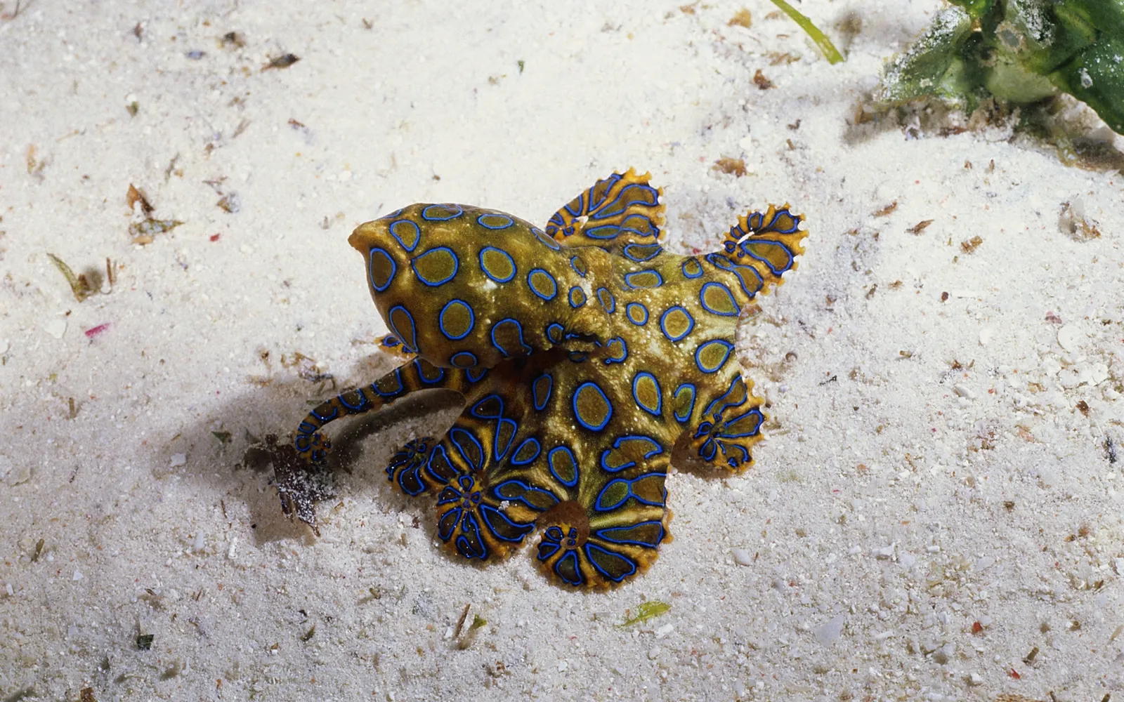 A blue-ringed octopus with bright blue rings is on a sandy seabed.
