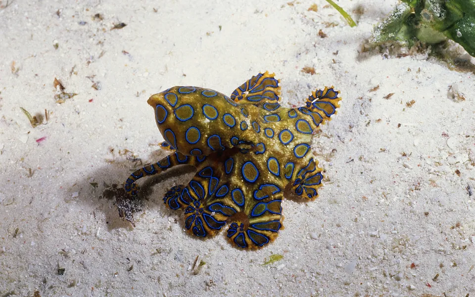 A blue-ringed octopus with bright blue rings is on a sandy seabed.