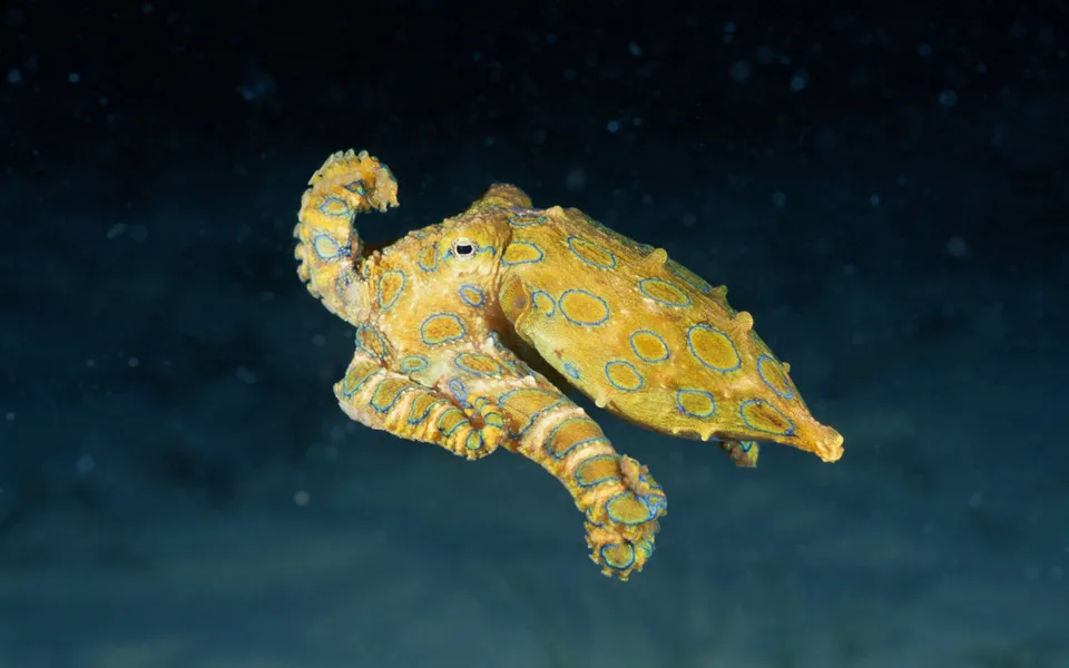 A yellow blue-ringed octopus with distinct blue rings swims in dark, murky ocean water.