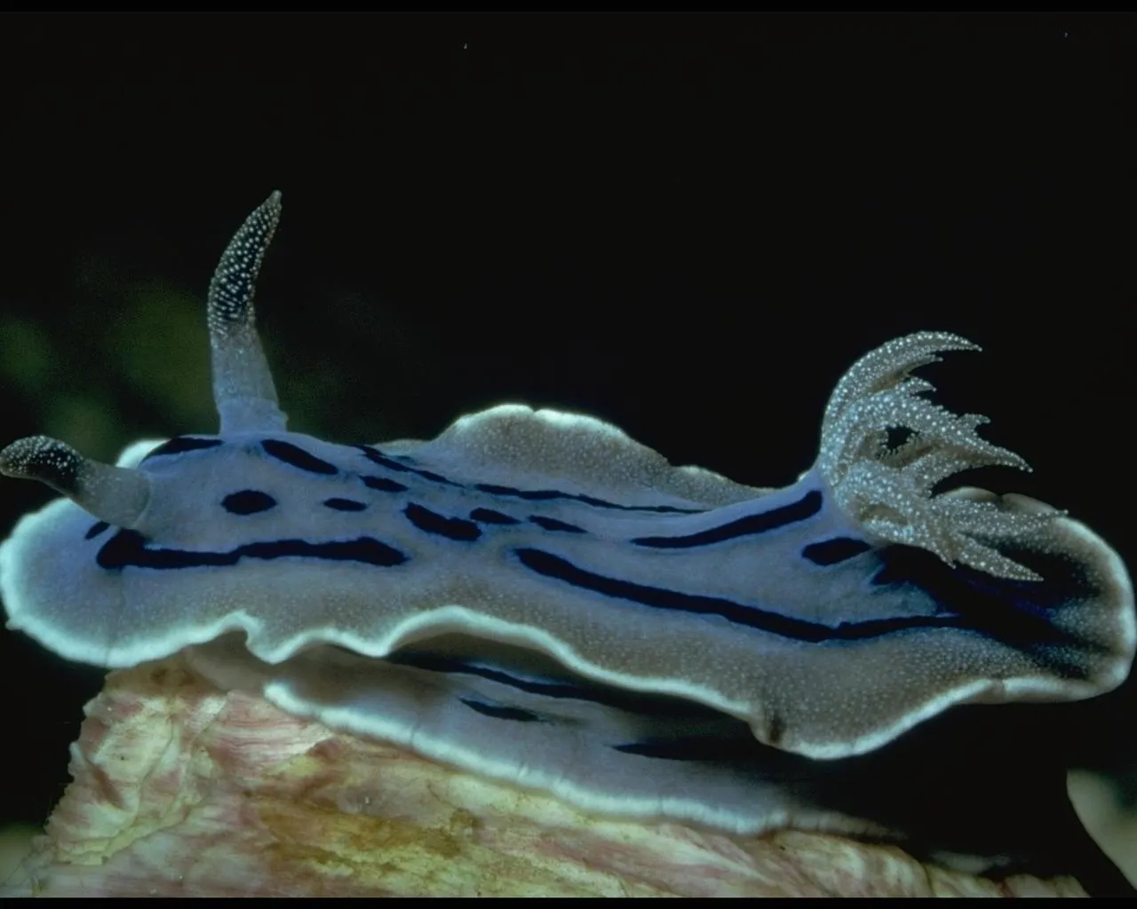 A close-up of a blue sea slug with dark stripes resting on a rock.