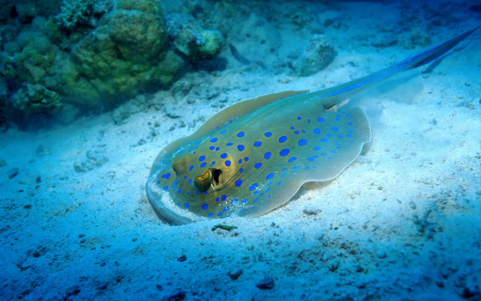 A blue-spotted stingray is partially buried in the sand on the ocean floor.