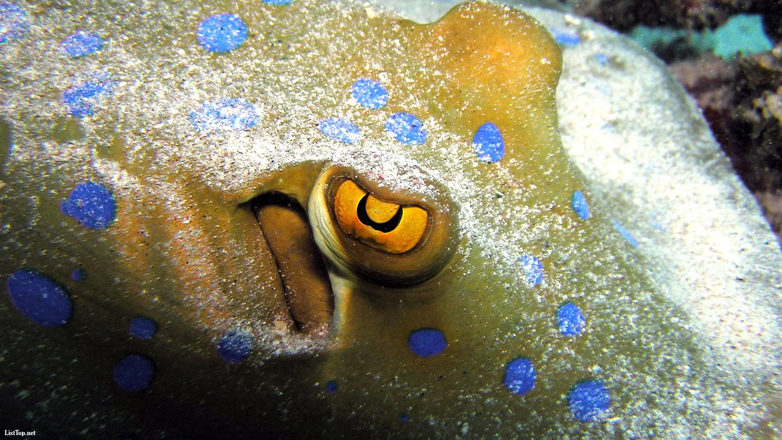 A close-up of a blue-spotted stingray's eye, showing its yellow iris and black pupil.