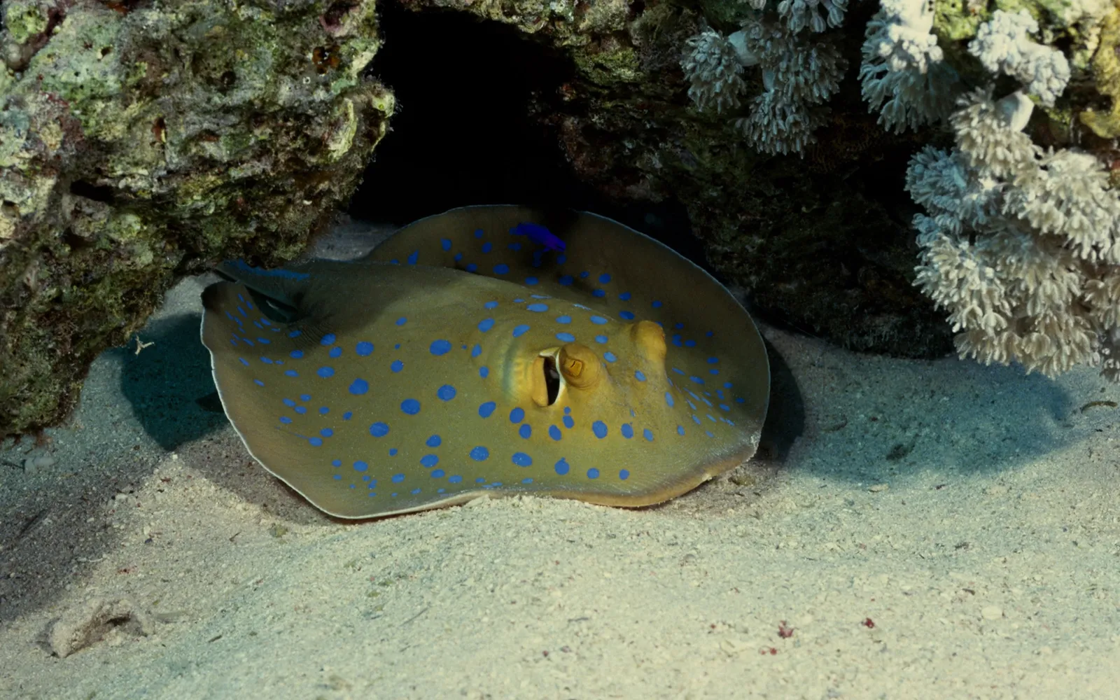 A blue-spotted stingray rests partially hidden under a coral overhang on a sandy seabed.