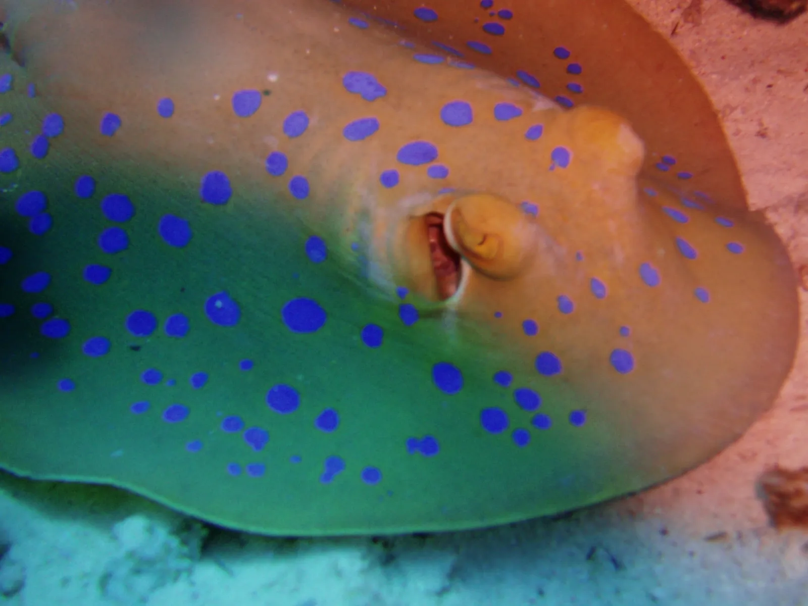 A close-up view of a blue spotted stingray swimming near the sandy seabed.