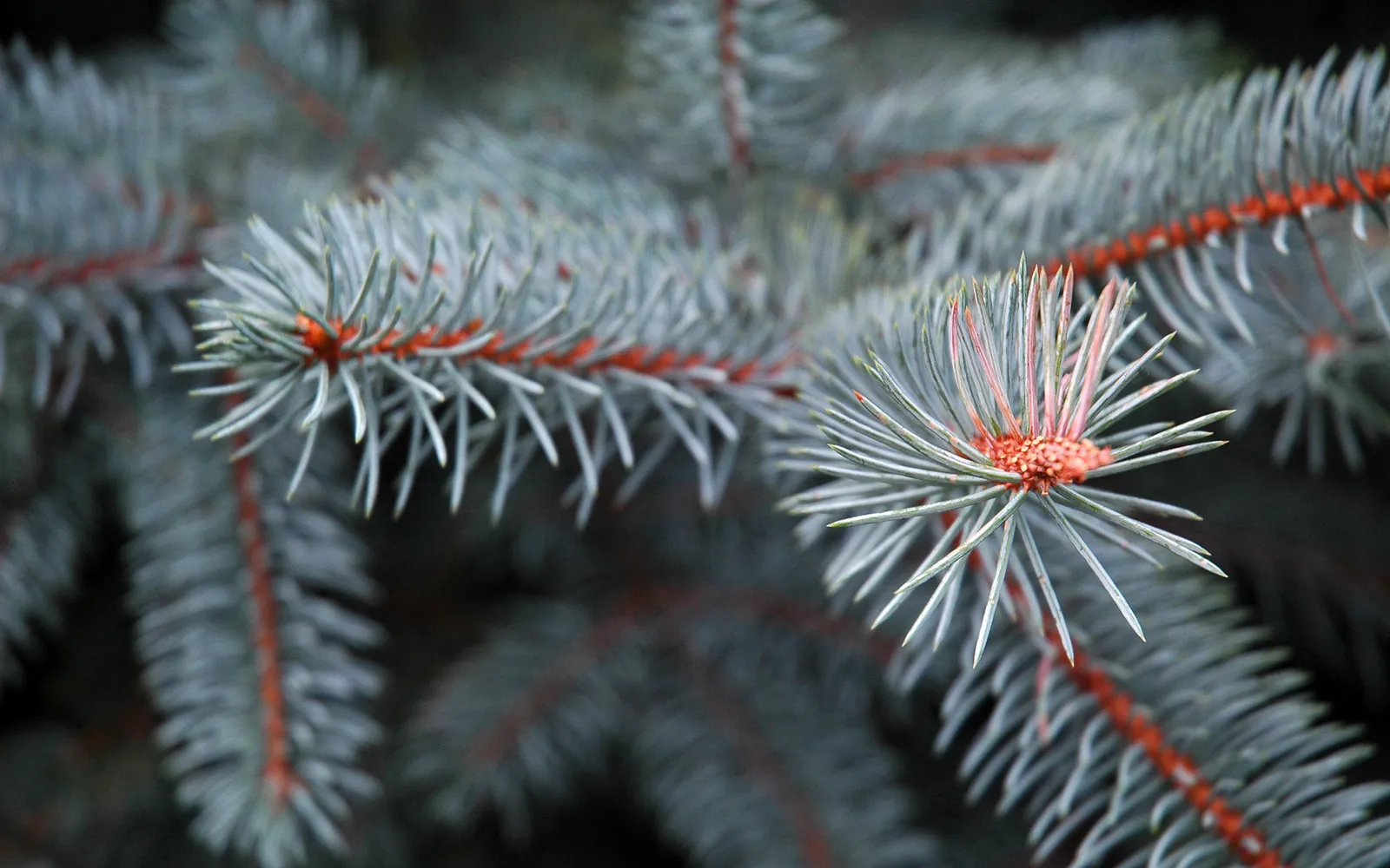 A close-up view of blue spruce needles and branches, with a dark background.