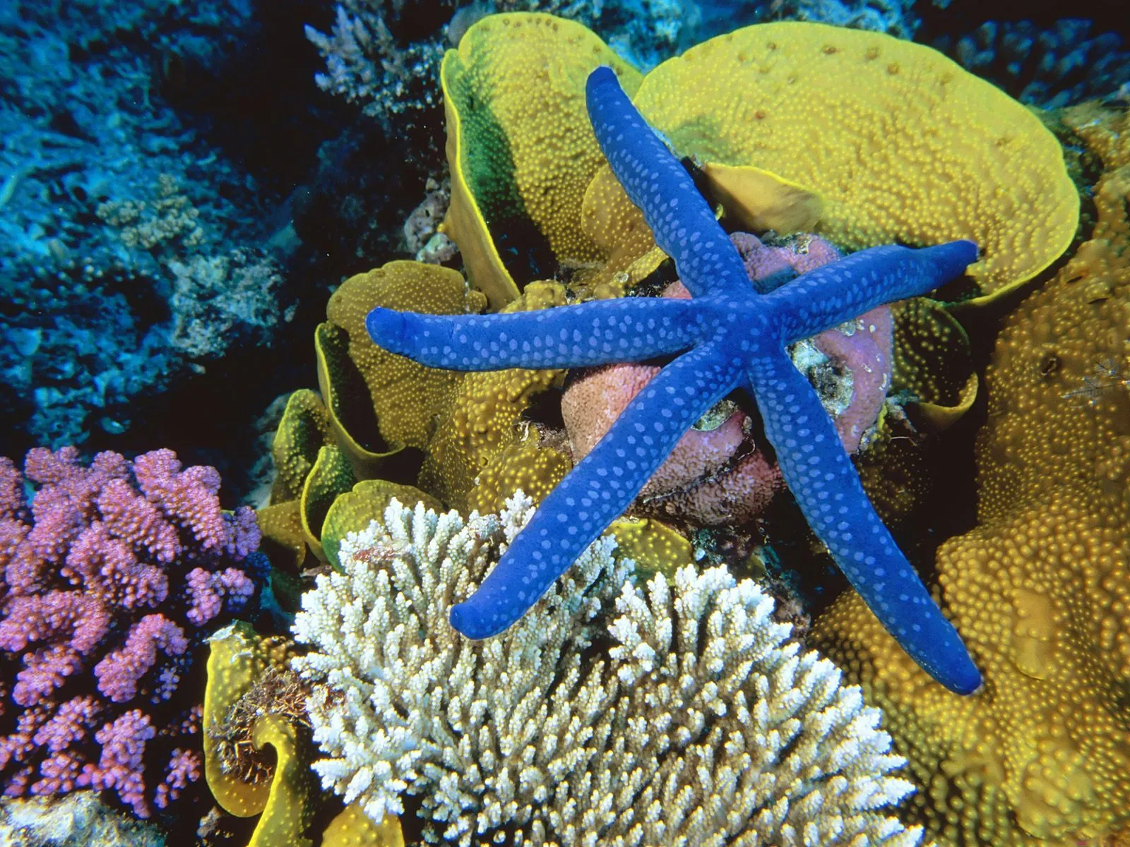 A bright blue starfish with white spots rests on a vibrant coral reef with yellow and purple corals.