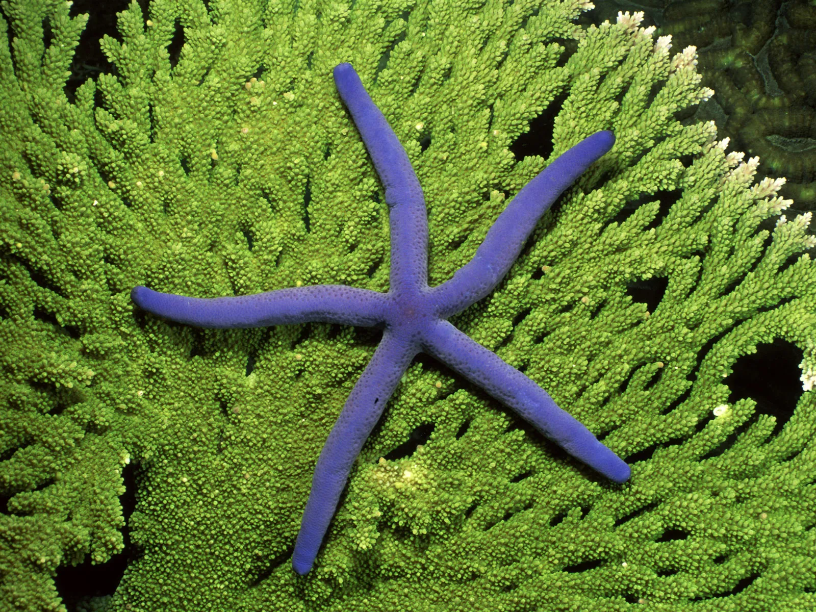 A bright blue starfish with five arms lies on a textured green coral reef.