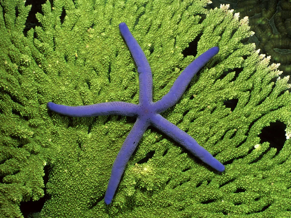 A bright blue starfish with five arms lies on a textured green coral reef.