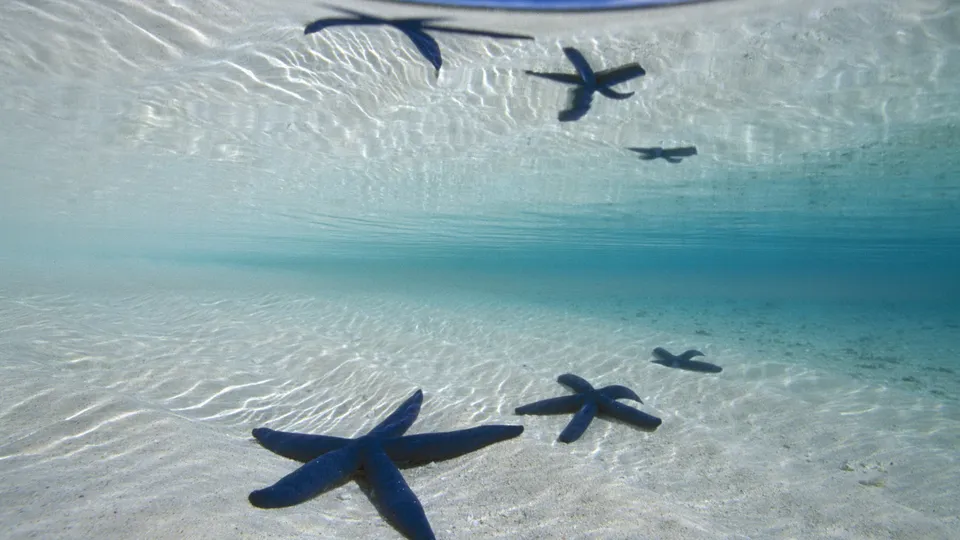 Several blue starfish are visible on a sandy ocean floor, with sunlight filtering through the clear water.