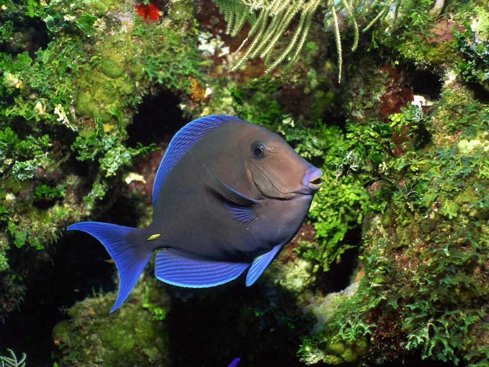 A dark blue tang fish with bright blue fins swims near a colorful coral reef.