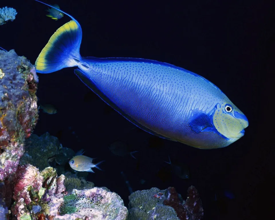 A large, vibrant blue tang fish with yellow fins swims near colorful coral in dark ocean water.