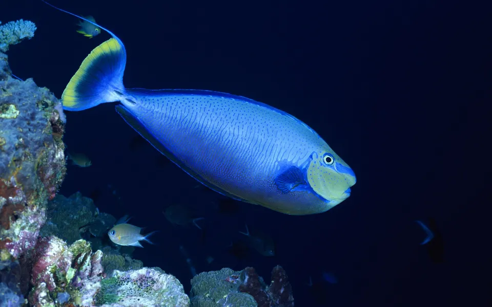 A bright blue and yellow tang fish swims in dark blue ocean water near coral.