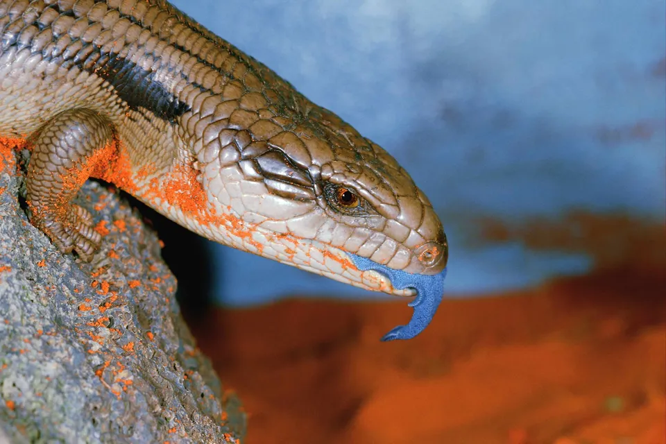 A close-up of a blue-tongued skink with its blue tongue flicking out, resting on a textured surface with orange dust.