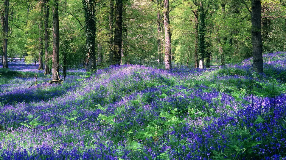 A dense carpet of bluebell flowers covers the forest floor, with tall trees overhead.