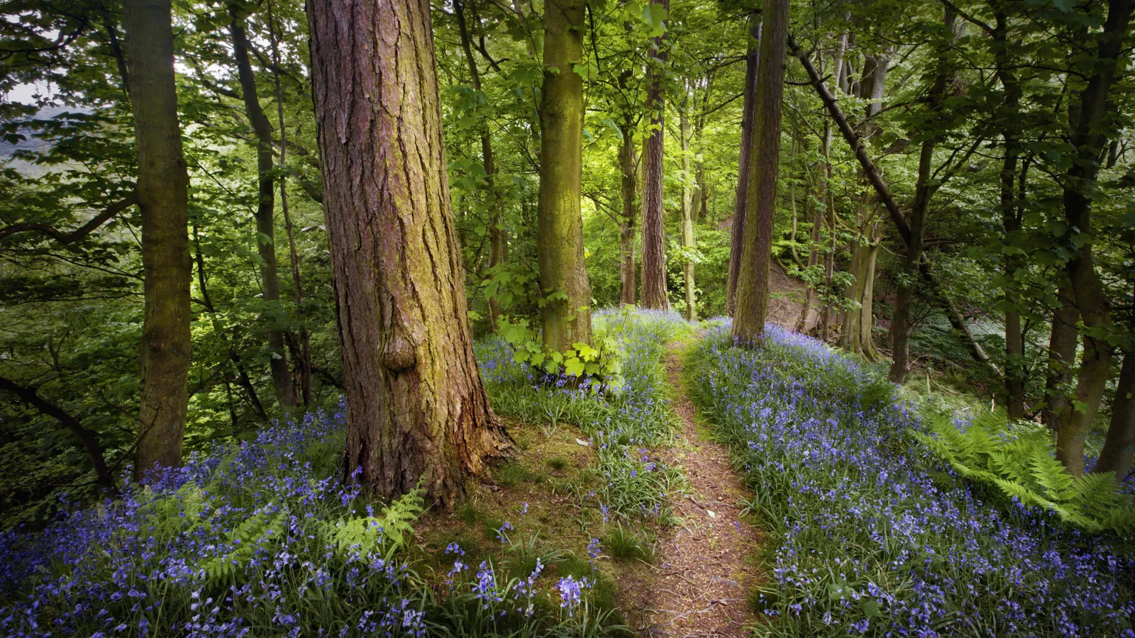A narrow dirt path winds through a forest floor carpeted with vibrant bluebells and ferns.