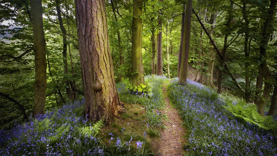 A narrow dirt path winds through a forest floor carpeted with vibrant bluebells and ferns.