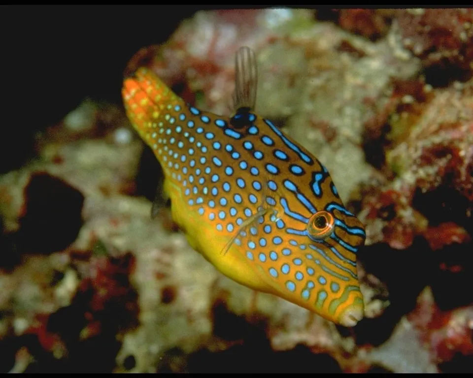A yellow boxfish with bright blue spots and blue stripes swims near coral.