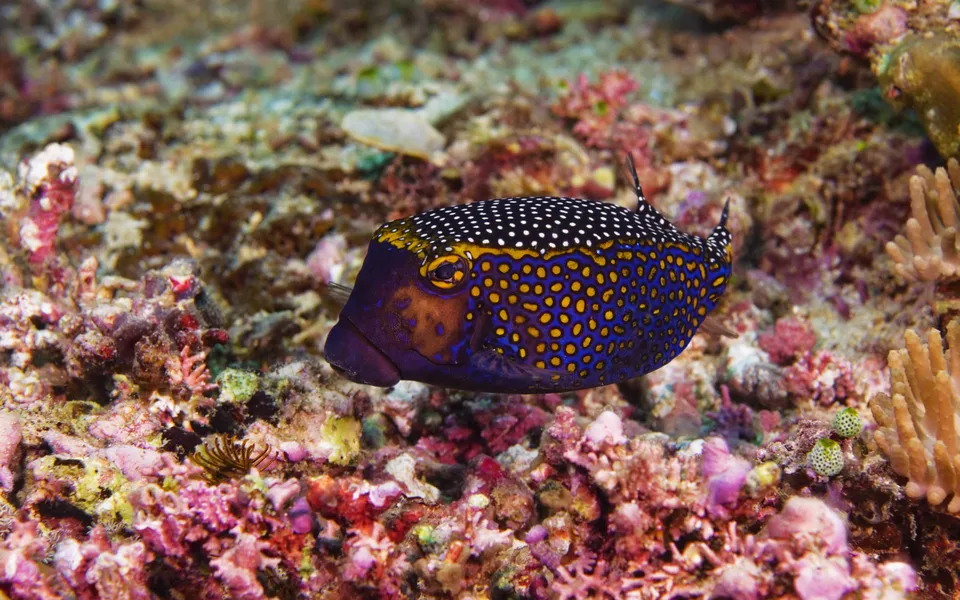 A colorful boxfish with blue, yellow, and white spots swims near a vibrant coral reef.