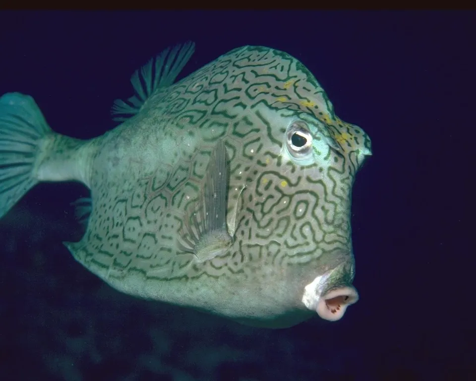 A boxfish with a distinctive green maze-like pattern swims in dark blue water.