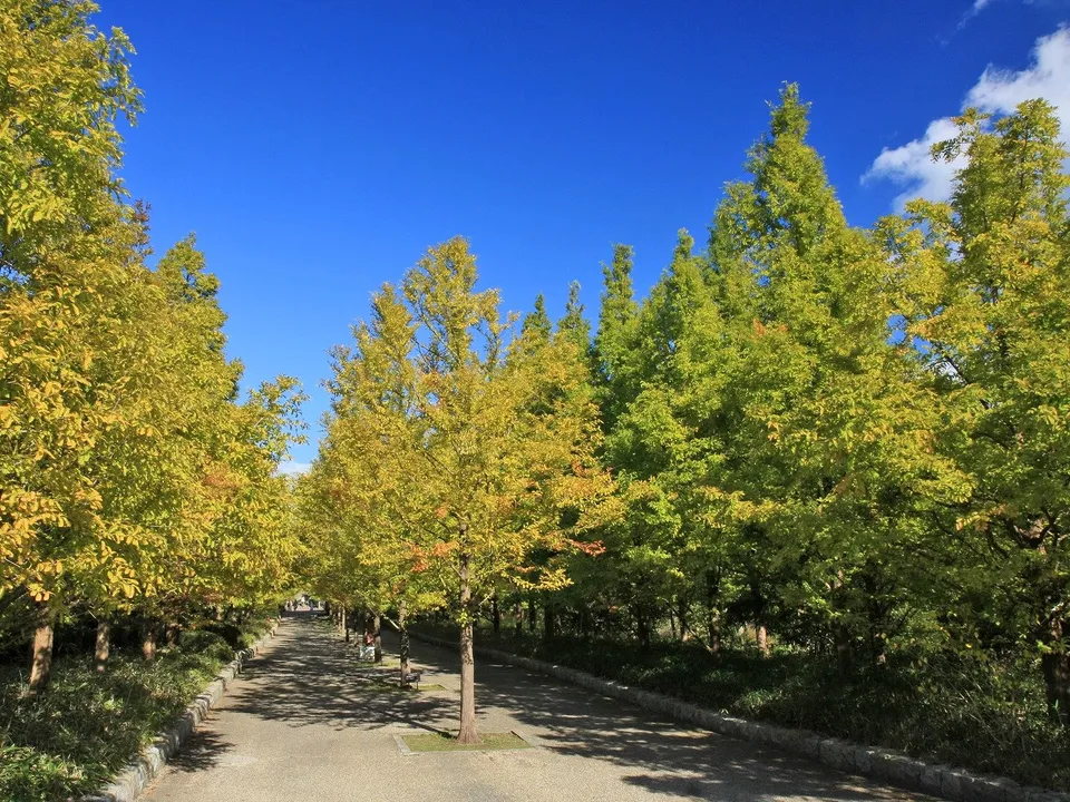 A paved park pathway lined with trees displaying yellow and green autumn foliage under a clear blue sky.