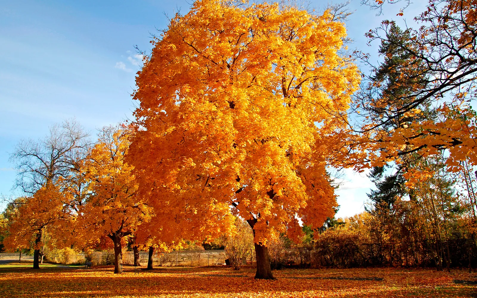 A large maple tree with brilliant orange and yellow leaves stands against a clear blue sky.