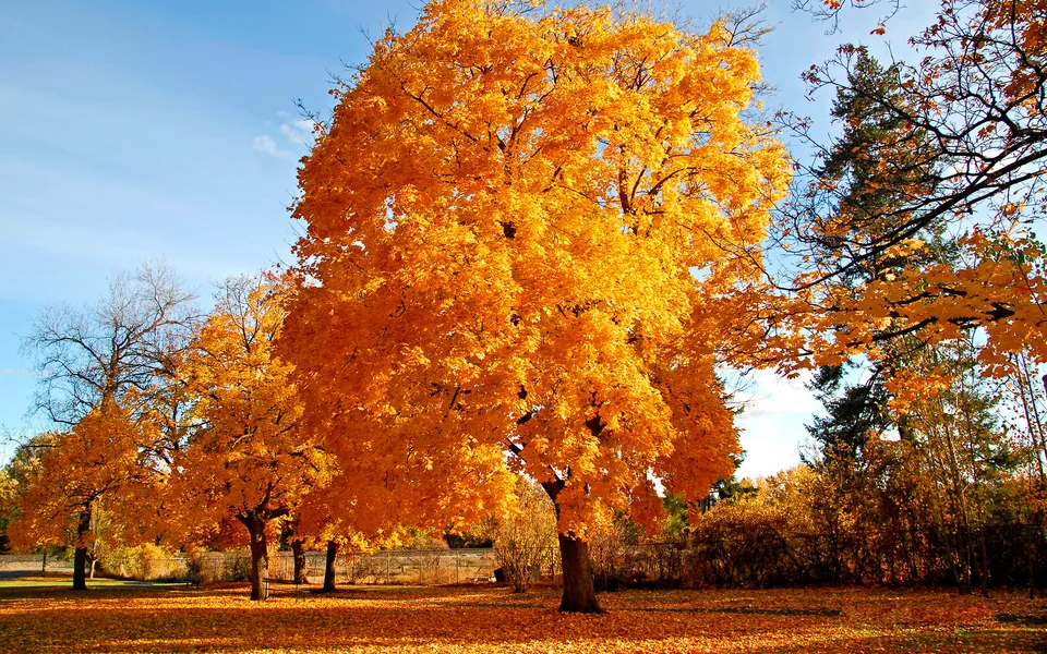 A large maple tree with brilliant orange and yellow leaves stands against a clear blue sky.