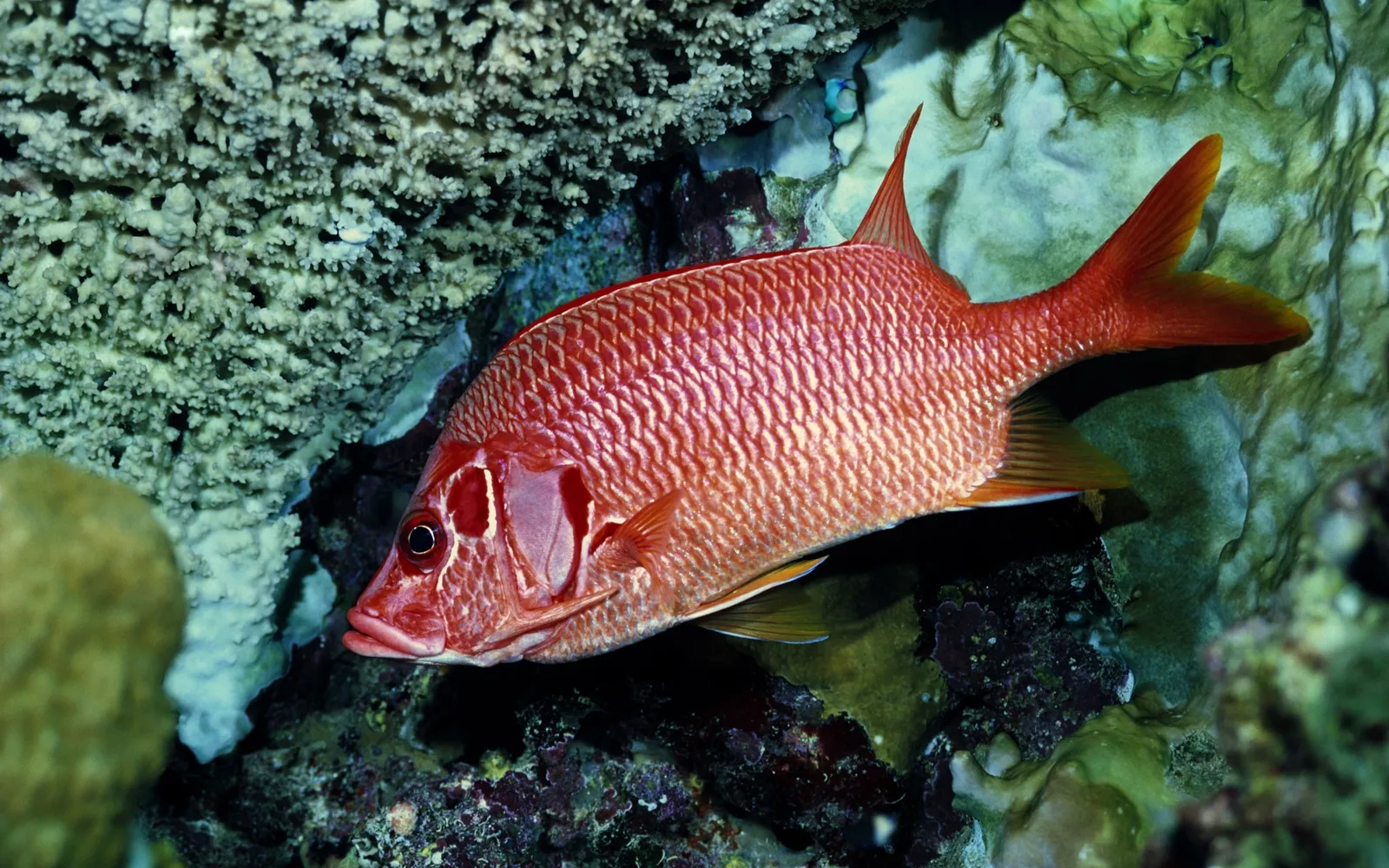A bright red fish is positioned in front of a detailed coral and rock formation.