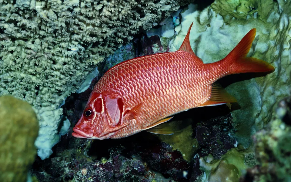A bright red fish is positioned in front of a detailed coral and rock formation.
