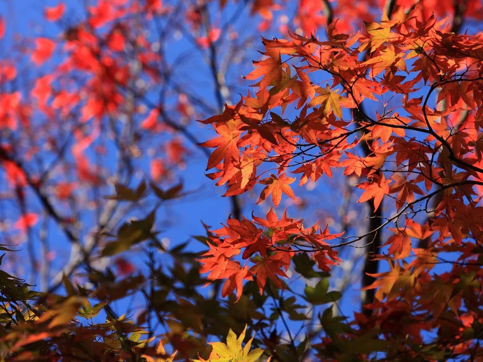 Close-up of bright red maple leaves against a deep blue sky.