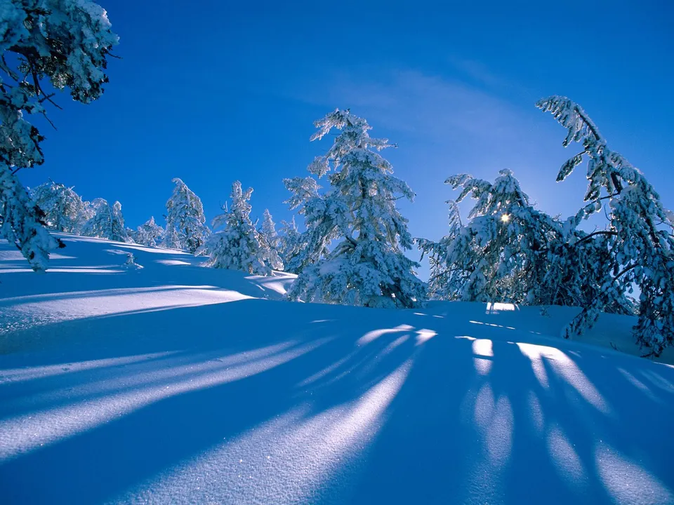 Bright sunlight shines through snow-laden pine trees with a clear blue sky and long shadows on the snow.