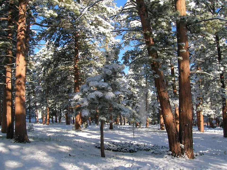 Sunlight filters through pine trees, illuminating snow-covered ground with long shadows.
