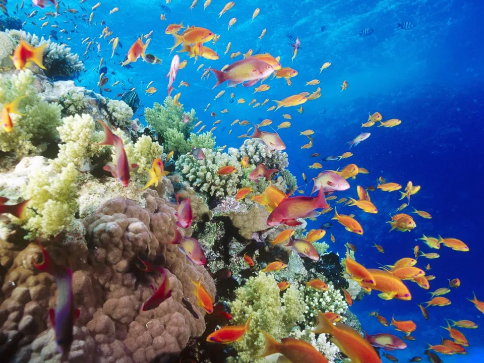 Many small, brightly colored tropical fish swim amongst a vibrant coral reef in clear blue ocean water.