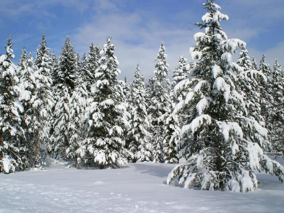 A clear blue sky above a forest of snow-covered pine trees.