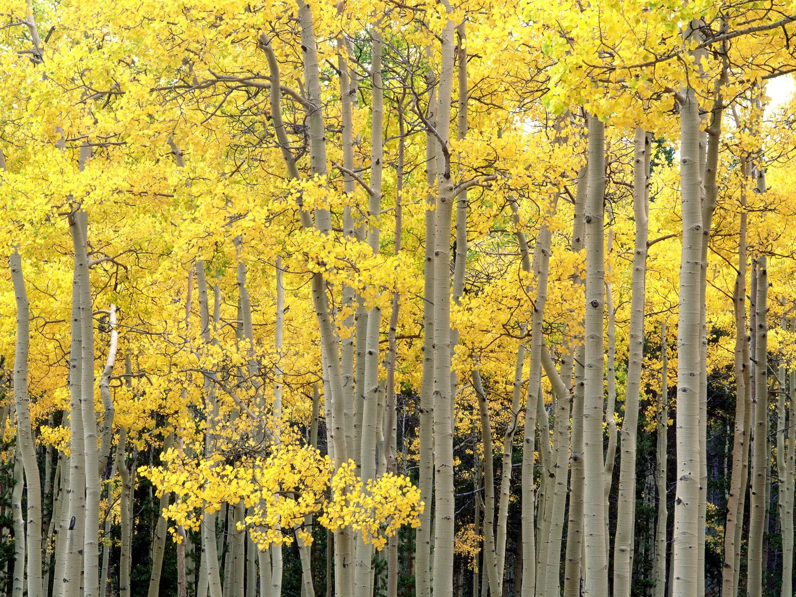 A dense forest of aspen trees displaying vibrant yellow foliage in autumn.