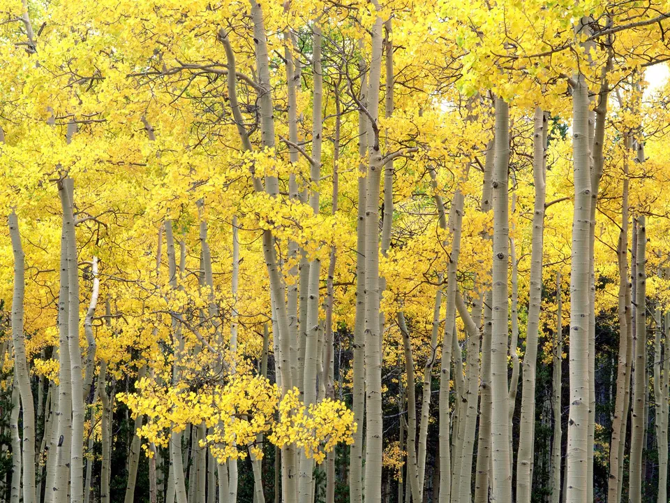 A dense forest of aspen trees displaying vibrant yellow foliage in autumn.