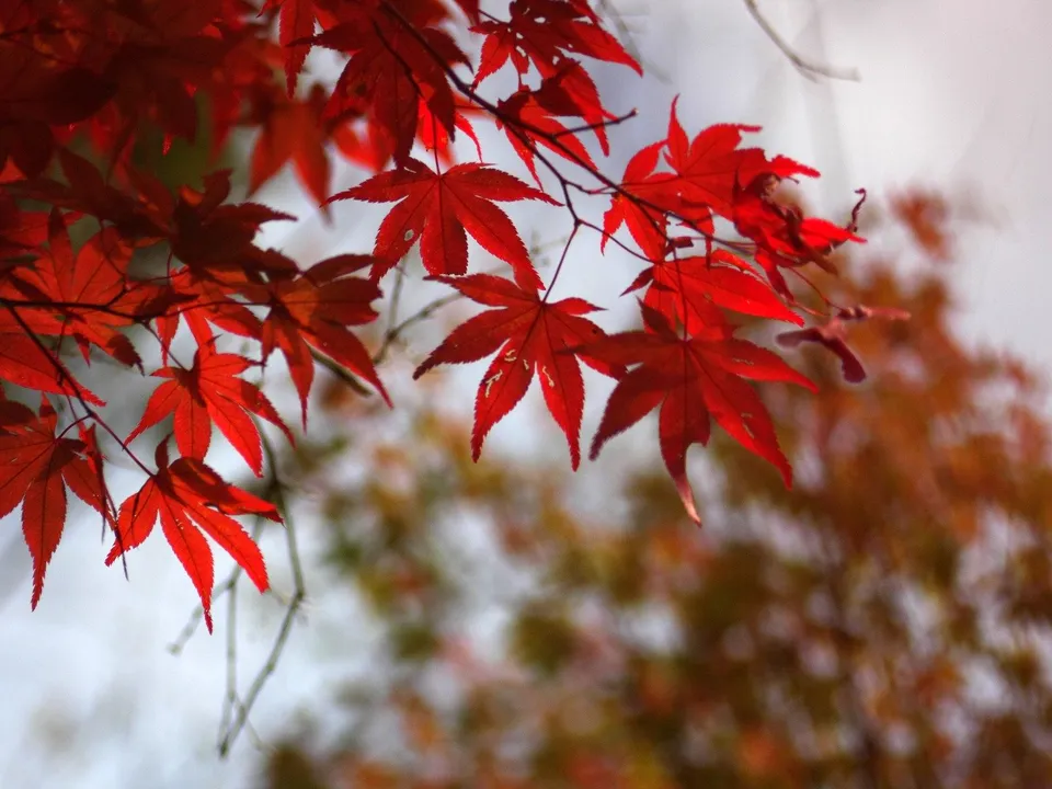 Close-up of brilliant red maple leaves in autumn, highlighted by soft, diffused light.