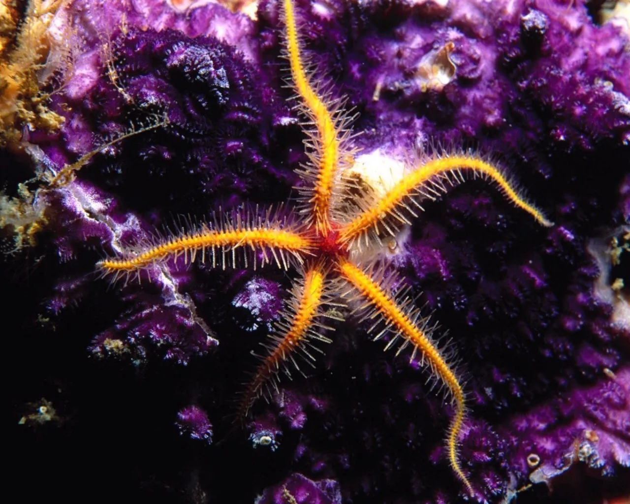 A close-up of a yellow brittle star with spiny arms on a textured purple coral.