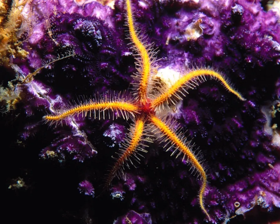 A close-up of a yellow brittle star with spiny arms on a textured purple coral.
