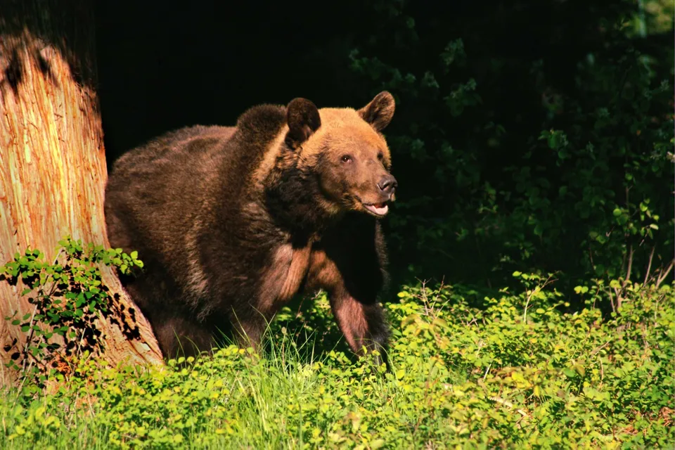 A large brown bear stands in lush green foliage near a tree trunk, looking to the right with its mouth slightly open.